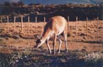 Chile - parque nacional torres del paine - guanaco 